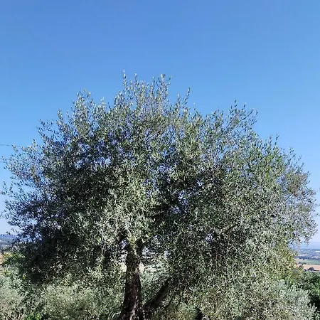 L'olivo Turistico Apartment Lucignano